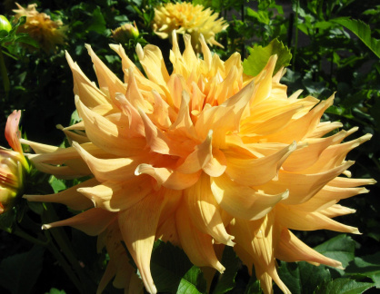 Dahlia ' YAMABIRAKI '  (G.D.)  Konishi  Jap.  1999  Dahlia Garden, Baden - Baden, Germany 2018  (David Brown)